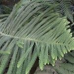 Araucaria biramulata Blatt