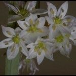 Allium hyalinum Máis