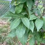 Euonymus alatusBlad