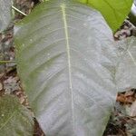 Macaranga alchorneoides 葉