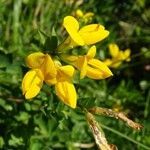 Lotus corniculatus 花