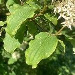 Cornus sanguinea Blatt