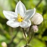 Solanum laxum Flower