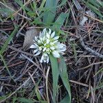 Allium chamaemoly Kôra