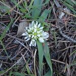 Allium chamaemoly Écorce