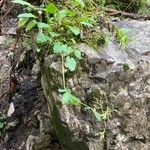Valeriana tripteris Hábito
