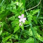 Geranium robertianumफूल