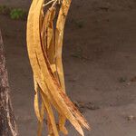 Markhamia obtusifolia Fruit
