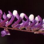 Vicia altissima Kukka