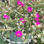 Portulaca grandifloraBloem