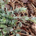 Linum catharticum Habit