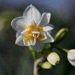 Narcissus dubiusFleur