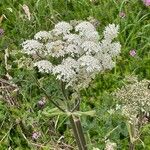 Heracleum sphondyliumBloem