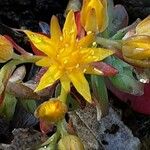 Sedum palmeri Flower