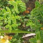 Hypericum balearicum Hoja