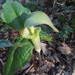 Arisaema triphyllumFlower