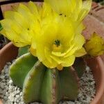 Echinocereus subinermis Цветок