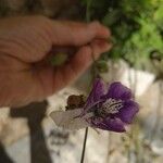 Salvia candelabrum Flower