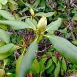 Rhododendron japonicum Feuille