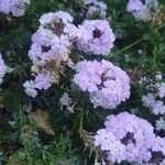 Verbena bipinnatifida 花