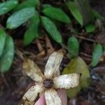 Markea longiflora ഫലം