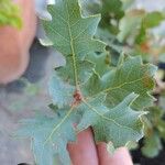 Quercus douglasii Foglia