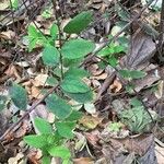 Hypericum hookerianum 葉