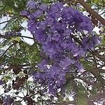 Jacaranda mimosifolia Blomst