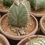 Astrophytum coahuilense