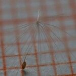 Typha minima Hoja