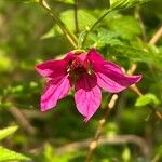 Rubus spectabilis Blomma