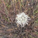 Achyrachaena mollis Habit