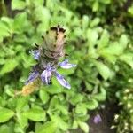 Coleus caninus Flower