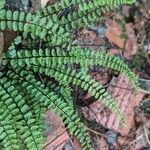 Asplenium trichomanesLeaf