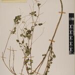 Boenninghausenia albiflora Sonstige