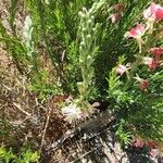 Oenothera suffrutescens Folha