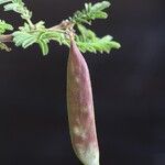 Vachellia abyssinica Плод