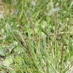 Nardus stricta Хабит