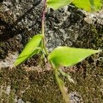 Oplismenus undulatifolius Leaf