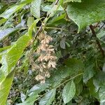 Pterostyrax hispidus Froito