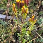 Tagetes multiflora Квітка