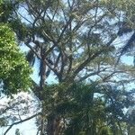 Ceiba pentandra 整株植物