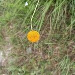 Leucanthemum virgatumFlor