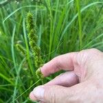 Carex vulpinoidea Fruto