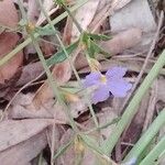 Dampiera stricta Fleur