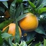 Citrus sinensis Annet