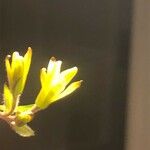Gagea foliosa Flower
