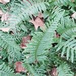 Polypodium vulgare Агульны выгляд