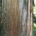 Fitzroya cupressoides Kabuk