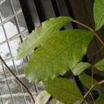 Schinus terebinthifolia Лист